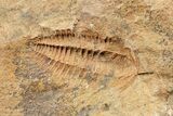 Hamatolenus Trilobite Molt (Pos/Neg) - Tinjdad, Morocco #85209-2